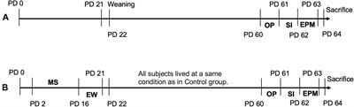 Attachment Insecurity in Rats Subjected to Maternal Separation and Early Weaning: Sex Differences